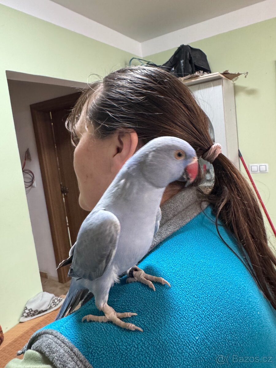 Alexandr malý krotký - 5