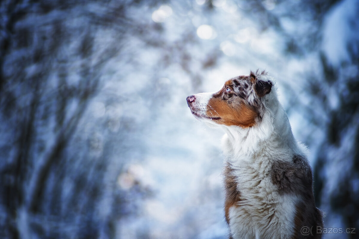 Pentacon 200/4 M42 - 5