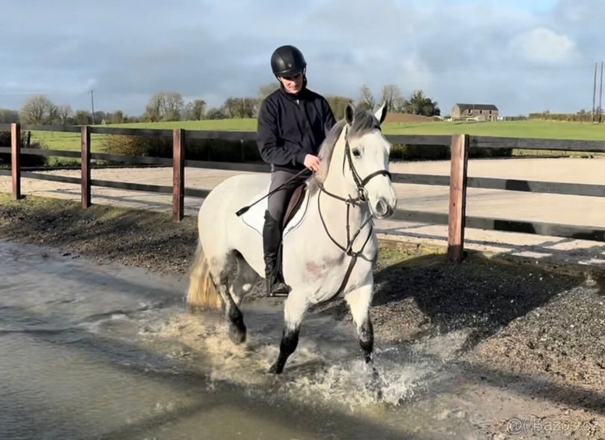 Connemara pony valach 5let - 5