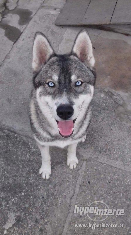 Sibiřský Husky ke krytí - 5