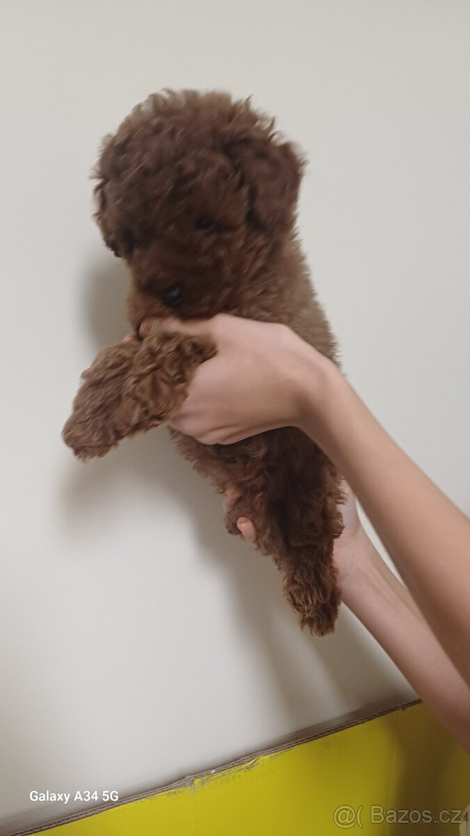 Štěňata červenohnědého toy pudla - 5