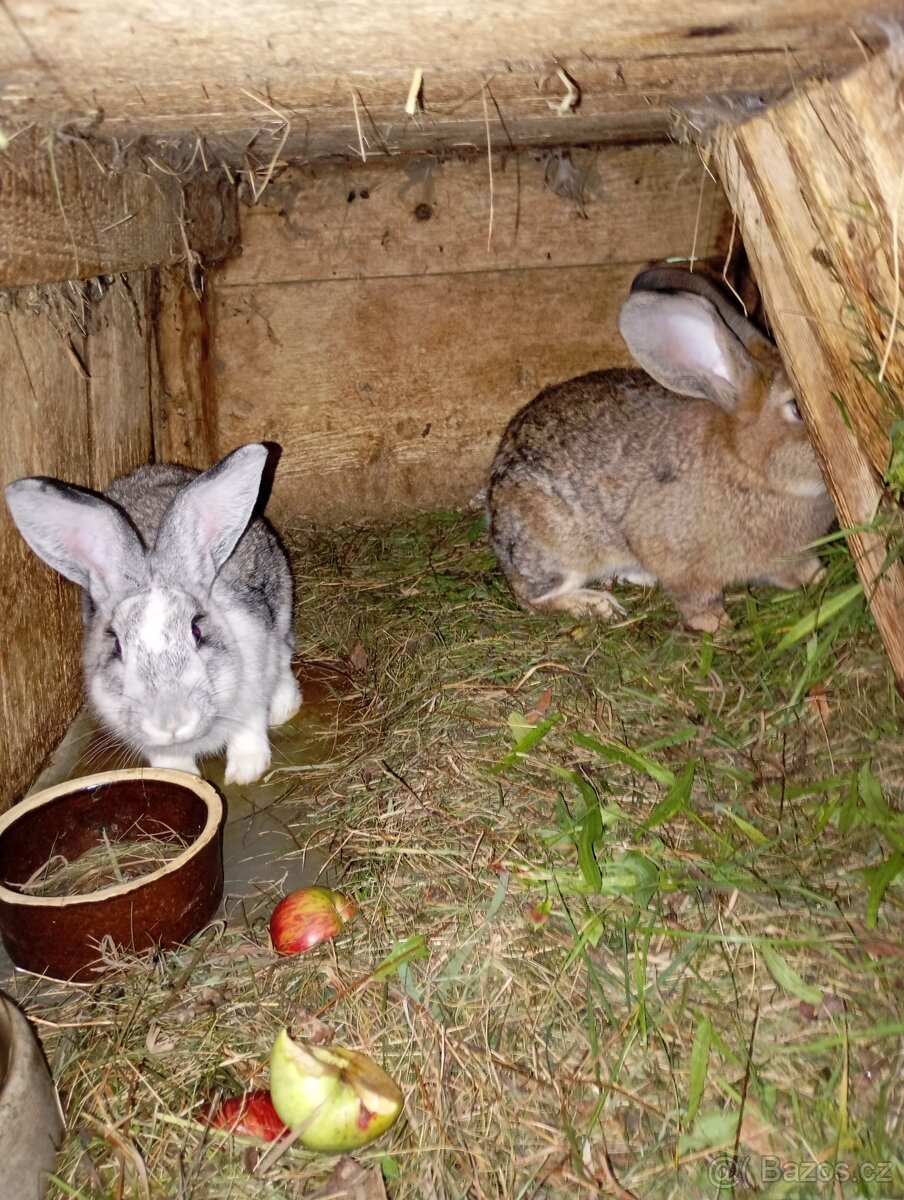 Prodám letošní mladé samice a samce na chov - 5