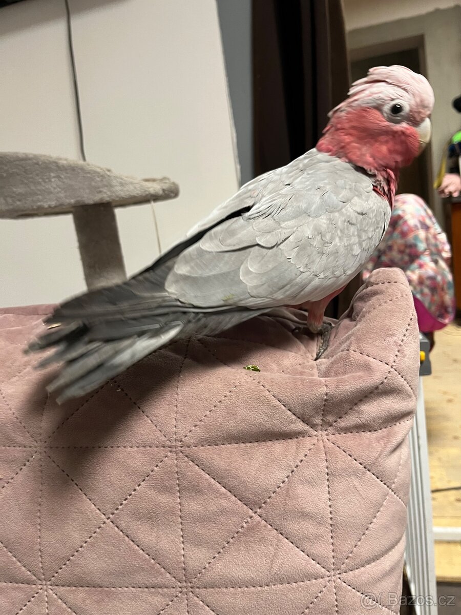 Kakadu růžový - 5