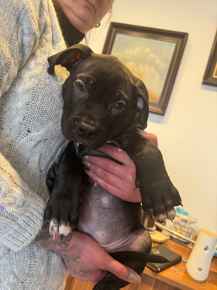 Vymazlená štěňátka American Bully - 5