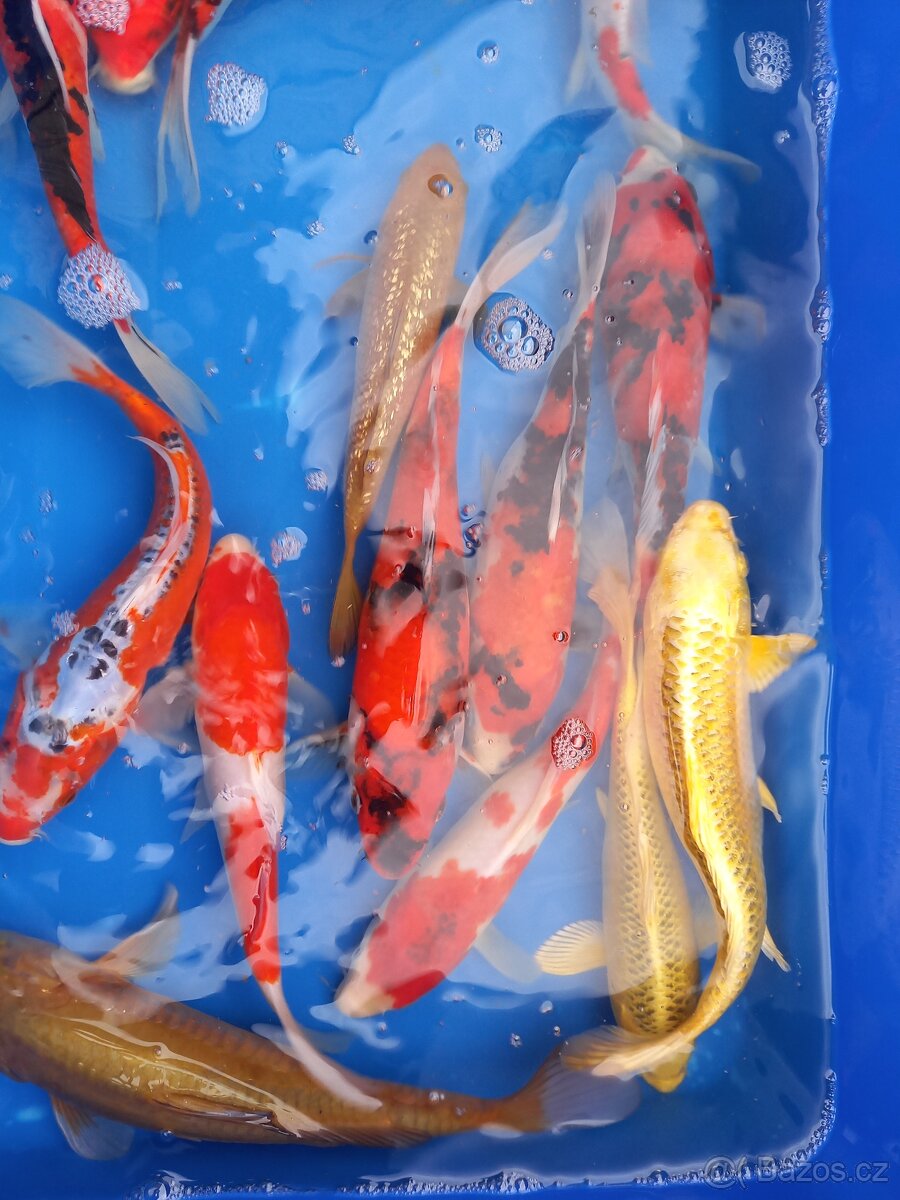 Koi kapr originál. - 5