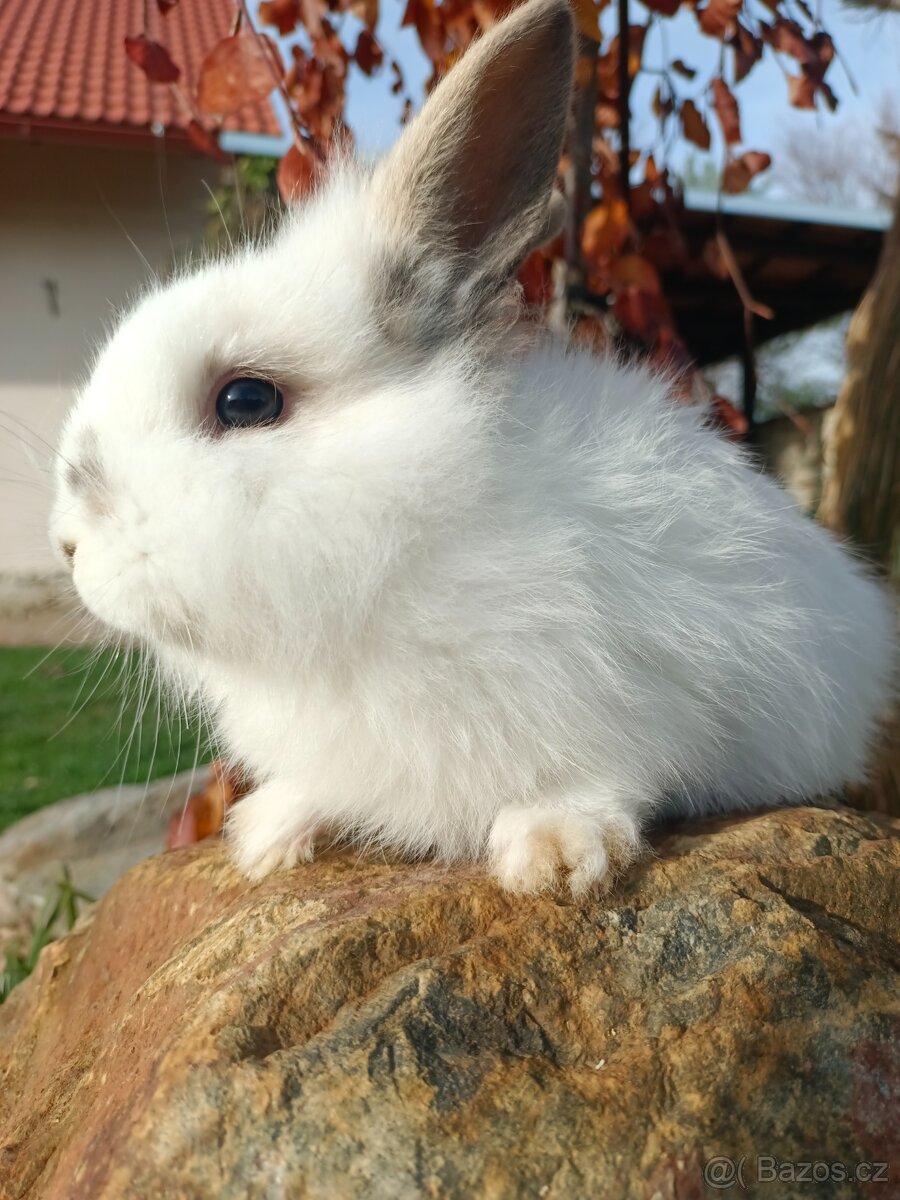 Zakrslý králíček - 5