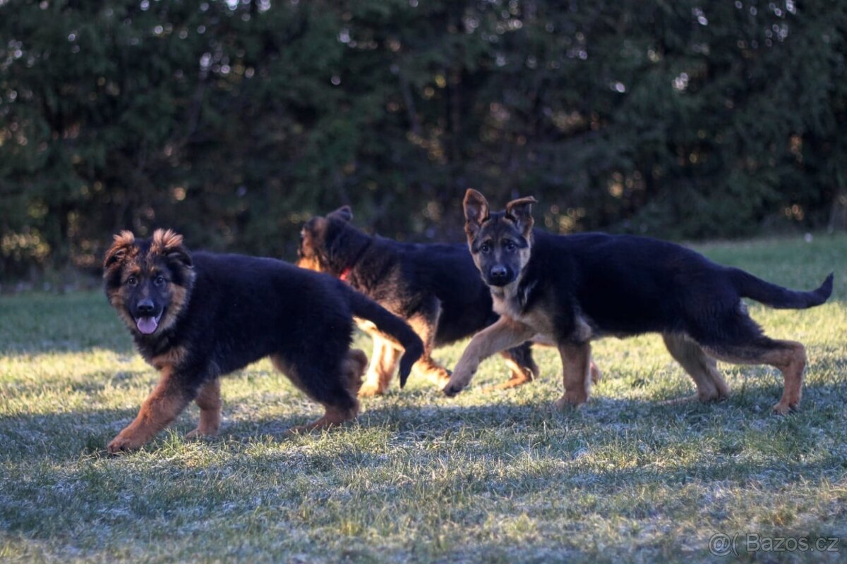 Německý ovčák s PP - 5