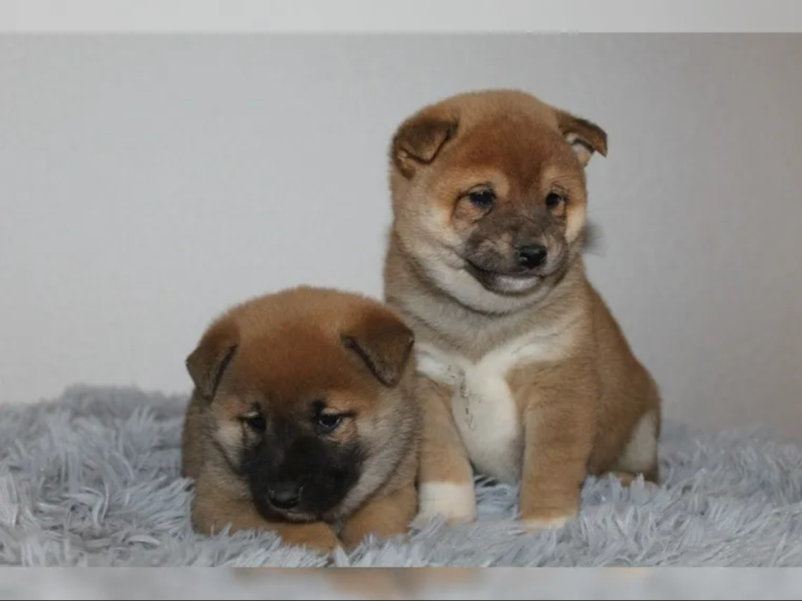 shiba-inu prodej - 5