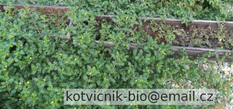 Kotvičník prodej - 5
