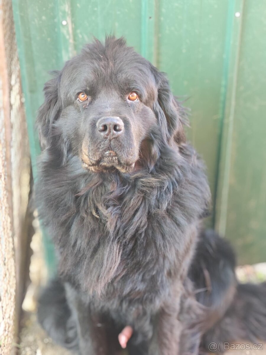 Newfoundland Novofundlandsky - 5