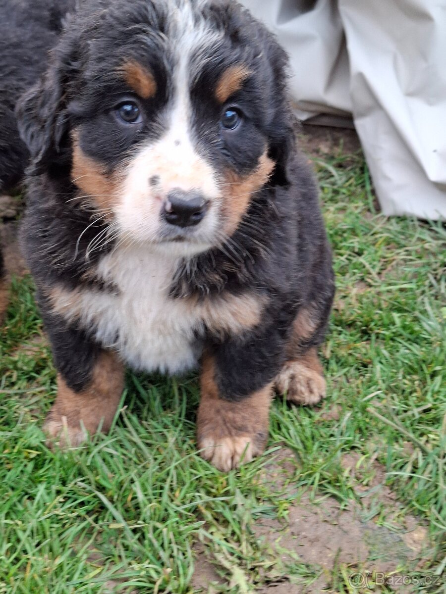 Bernský salašnícky pes šteniatka - 5
