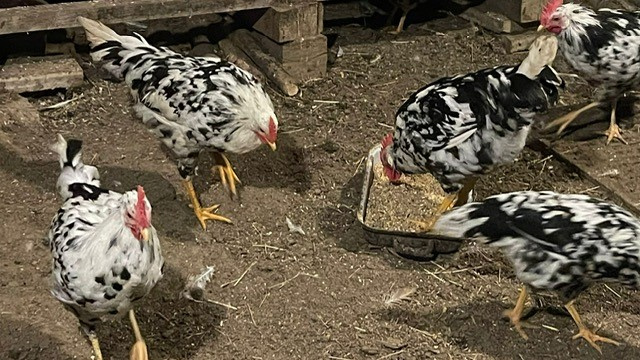 Kohouti vlaška exchequer - 5