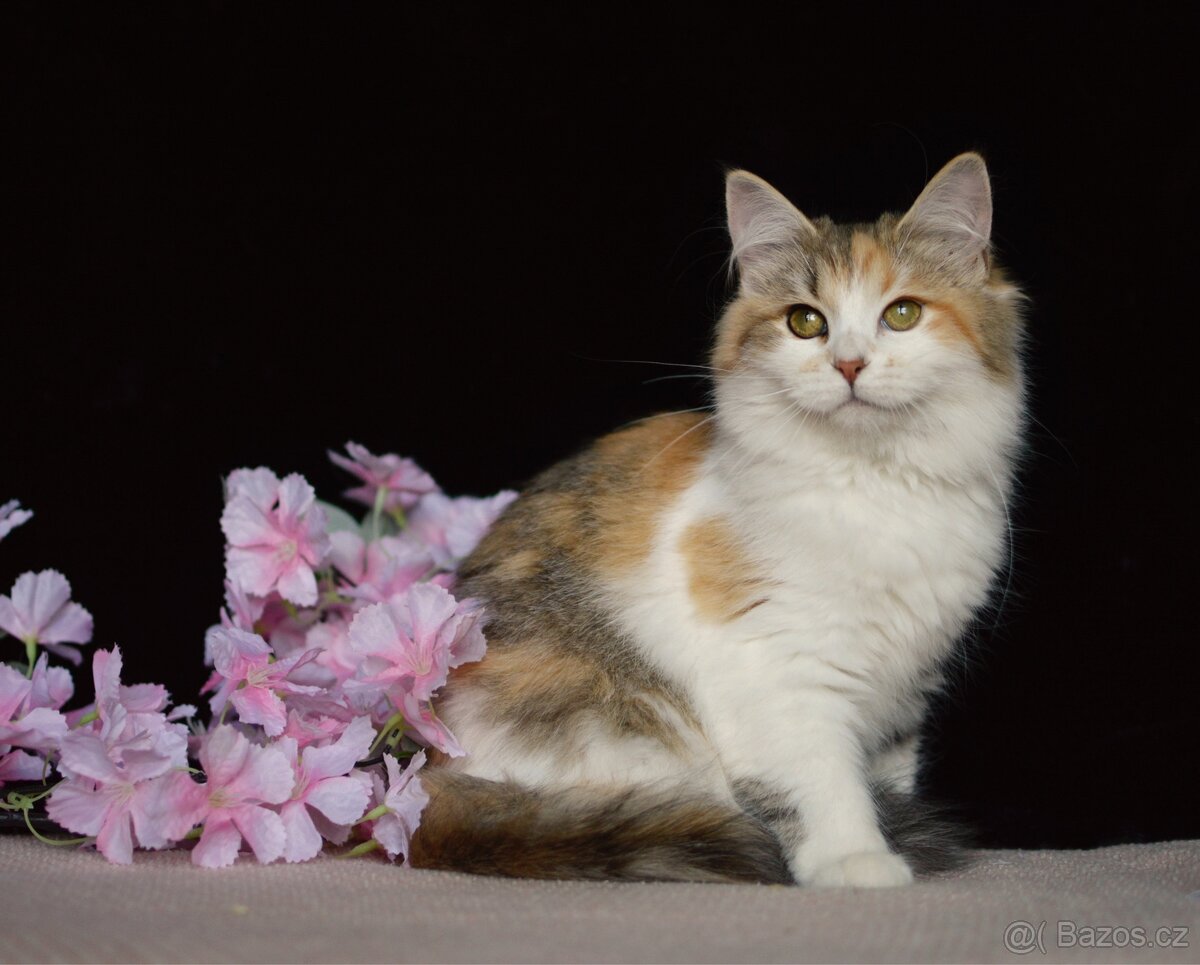 Sibiřská kočka s PP - 5