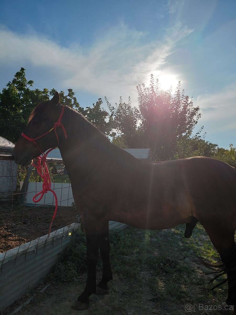 Hucul 10r.na predaj - 5