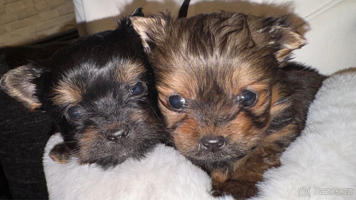 Yorkšírský teriér Mini bez pp - 5