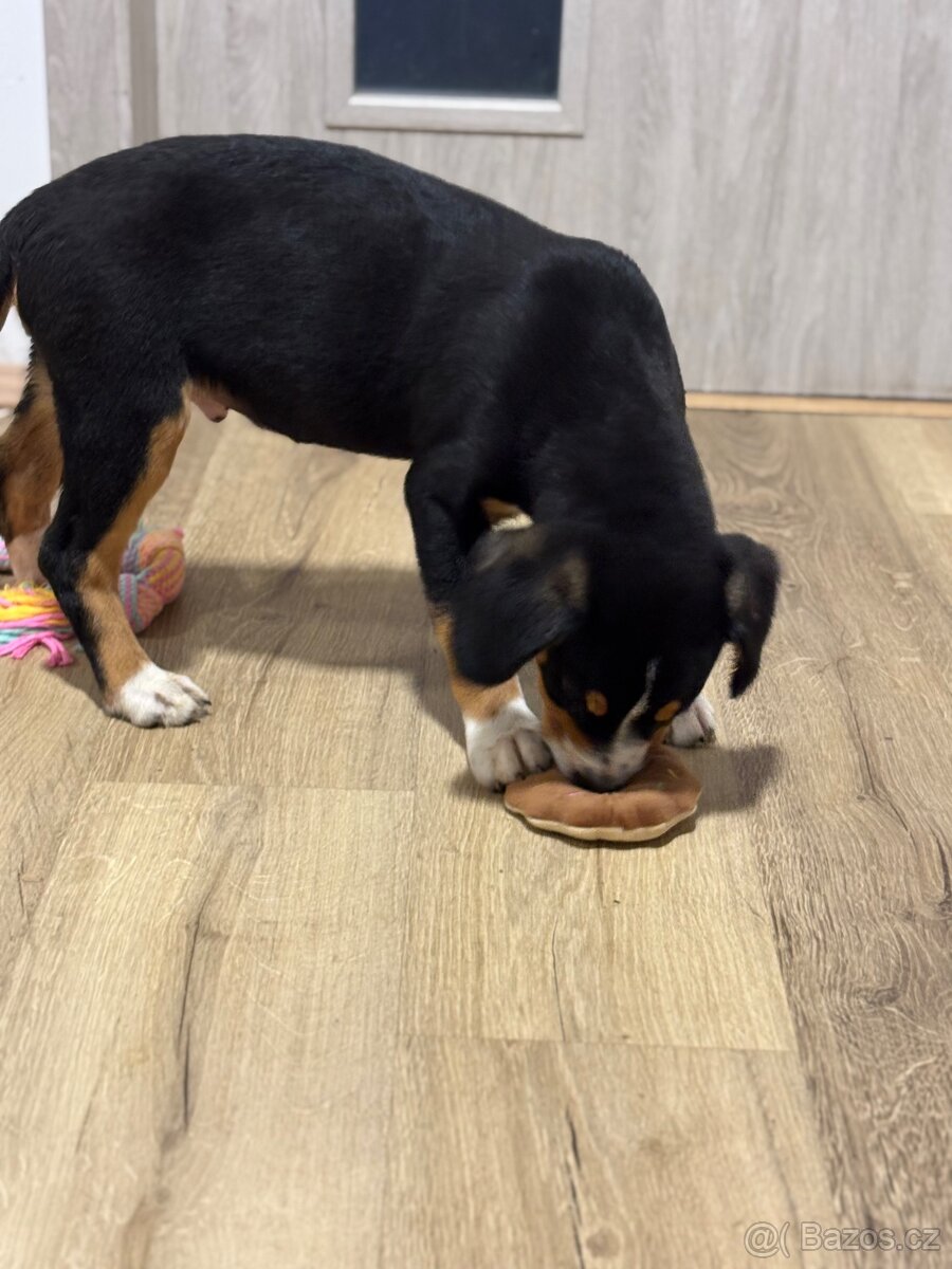 Entlebušsky salašnický pes - štěňátko - 5