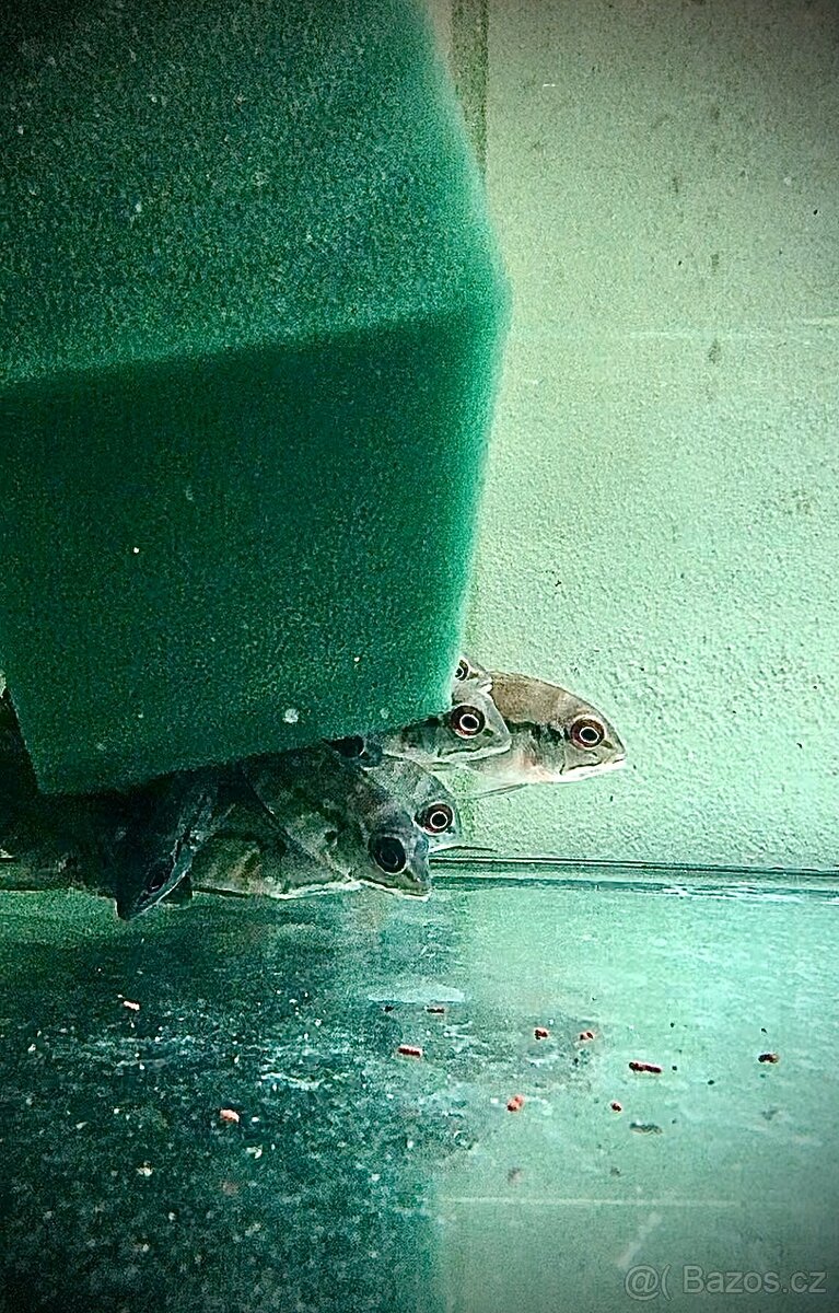 Hoplarchus psittacus,Dicrossus maculatus - 5