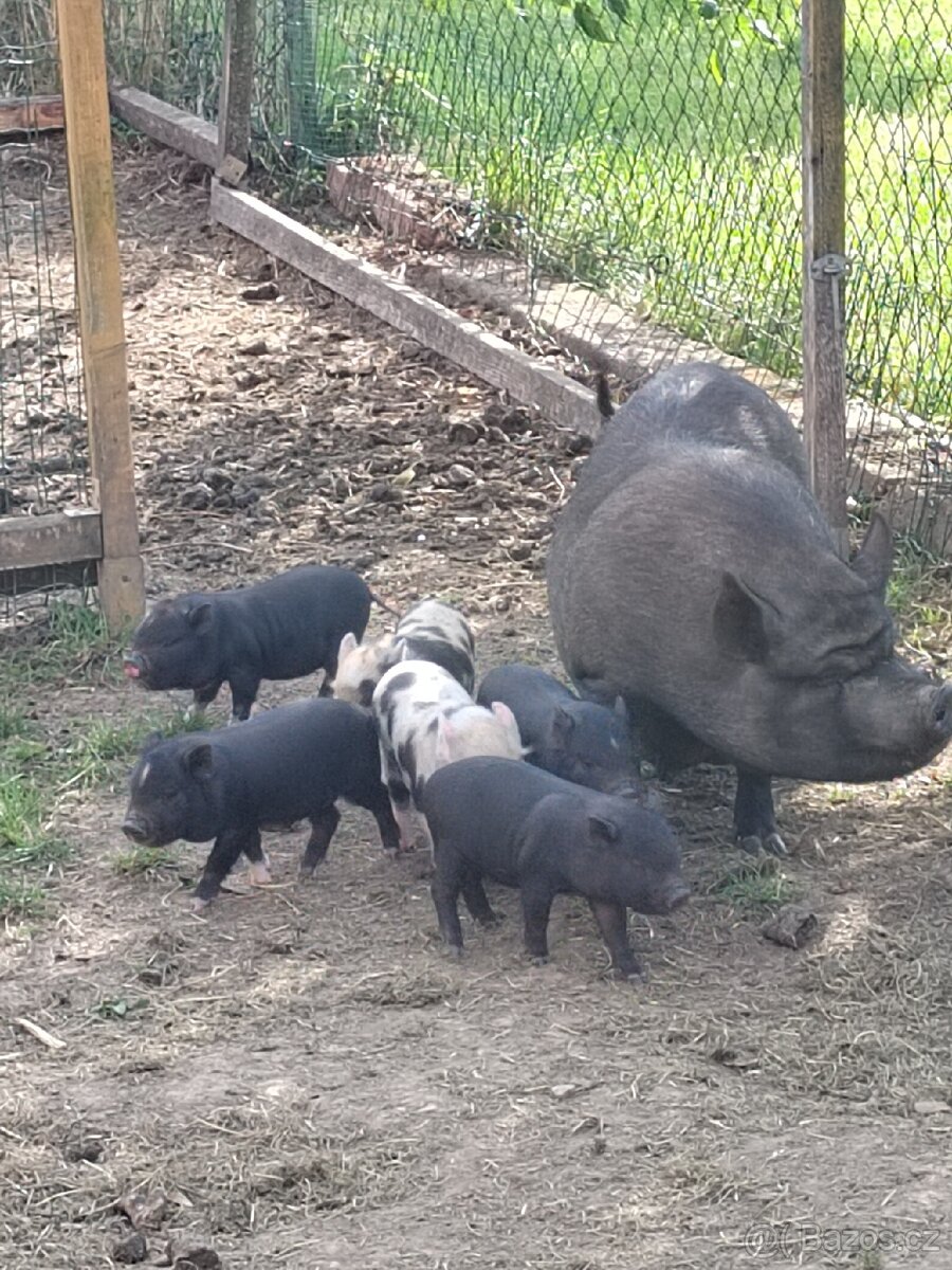 Gottingenské prase, mini prasatko - 5