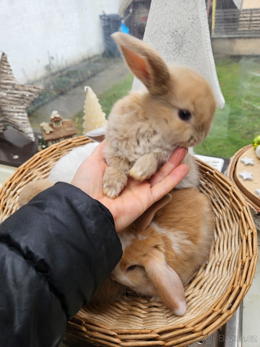 Zakrslý králík - 5