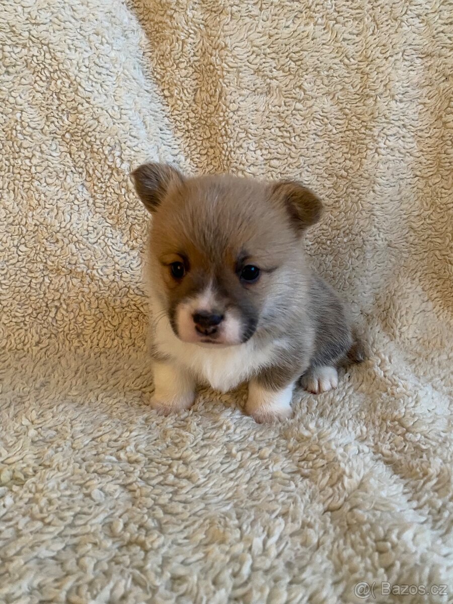 Welsh corgi pembroke - 5