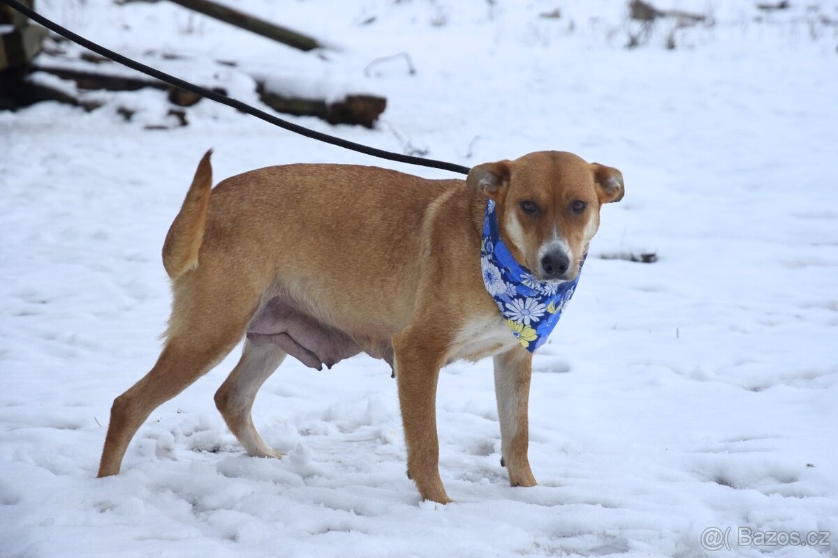 Reica hledá domov - 5