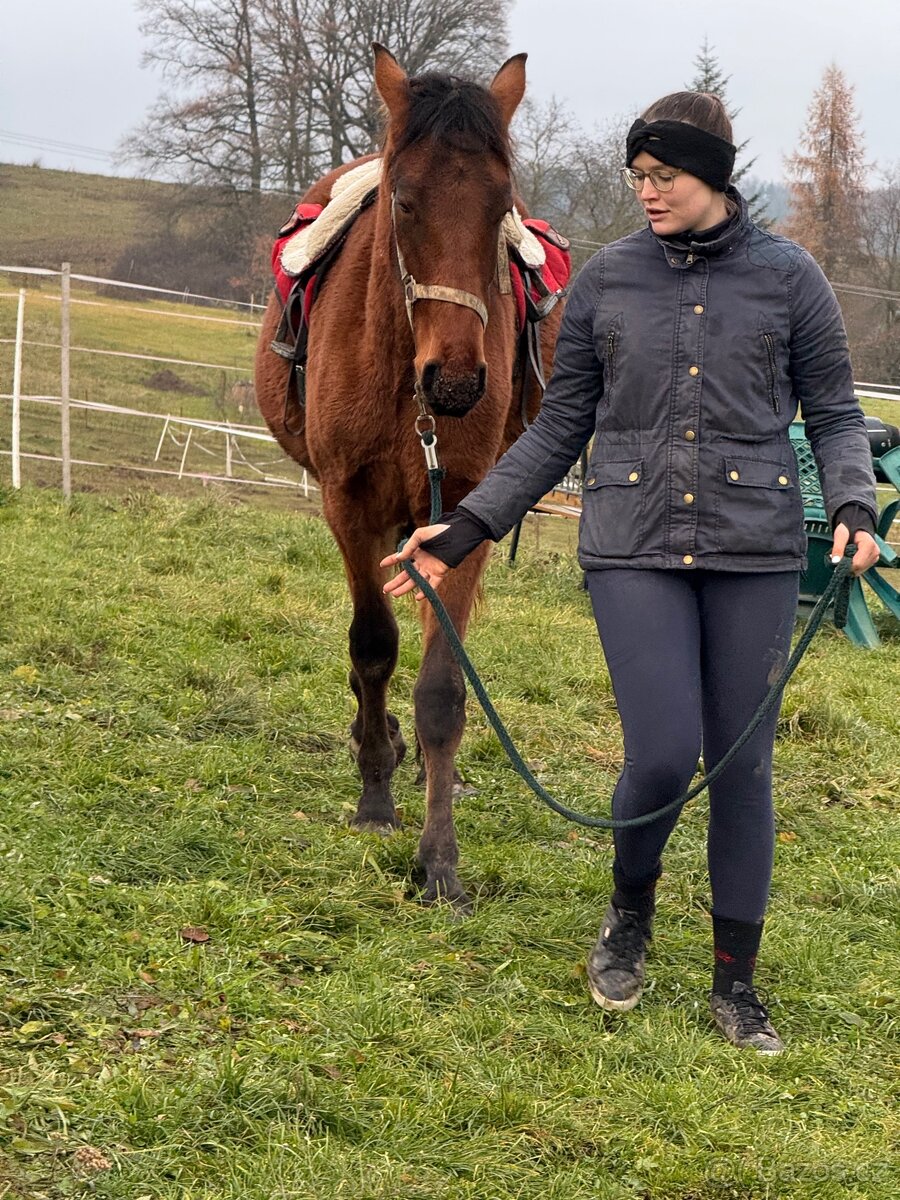 WPBR mohutný velký hřebeček - 5