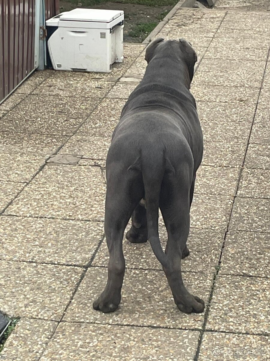 American Bully s PP - 5