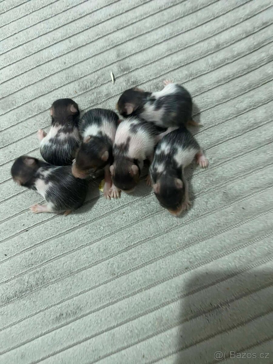 Křeček Syrský nar. 9.2.2026 - 5