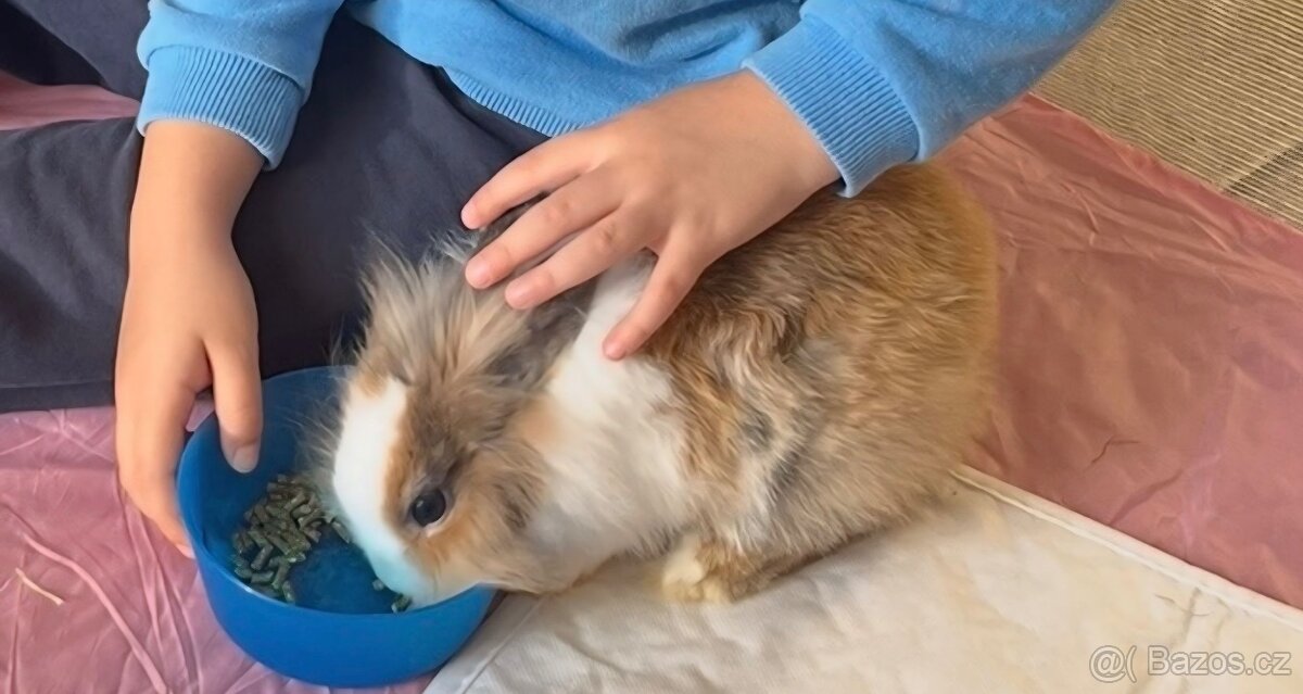 Krásný mini králíček+klec160cm+příslušeny–Vánoční dárek - 5