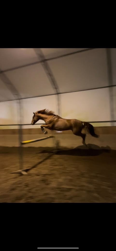 prodám 8 letého valacha - 5