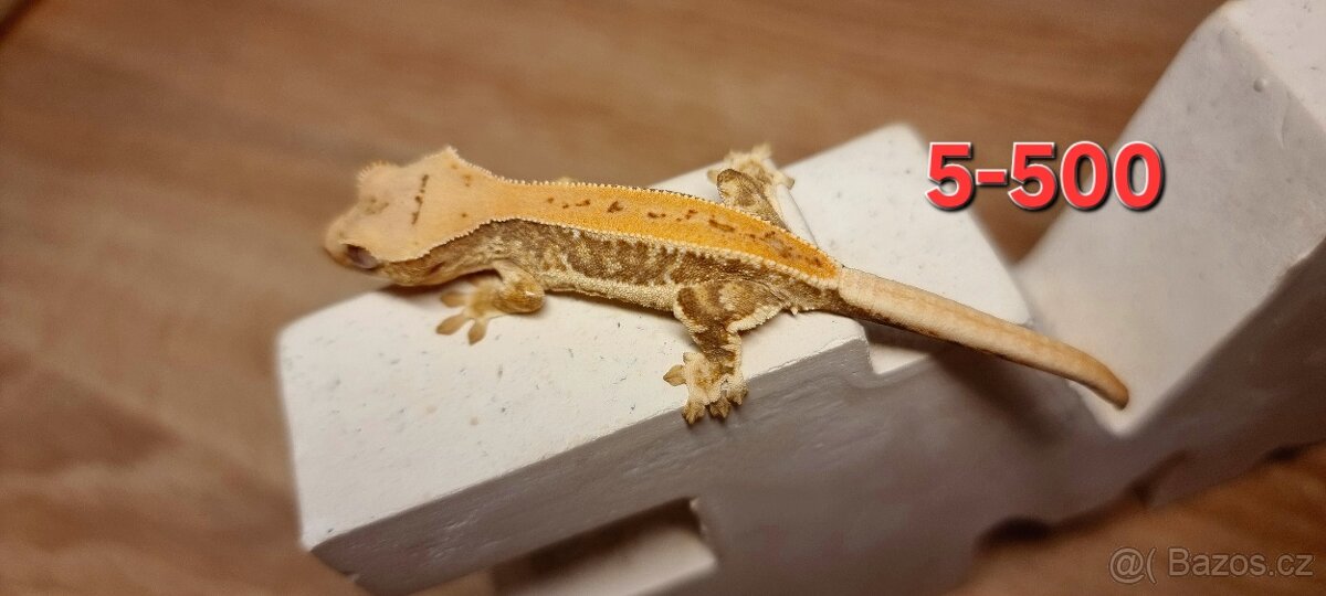 Pagekon řasnatý - 5