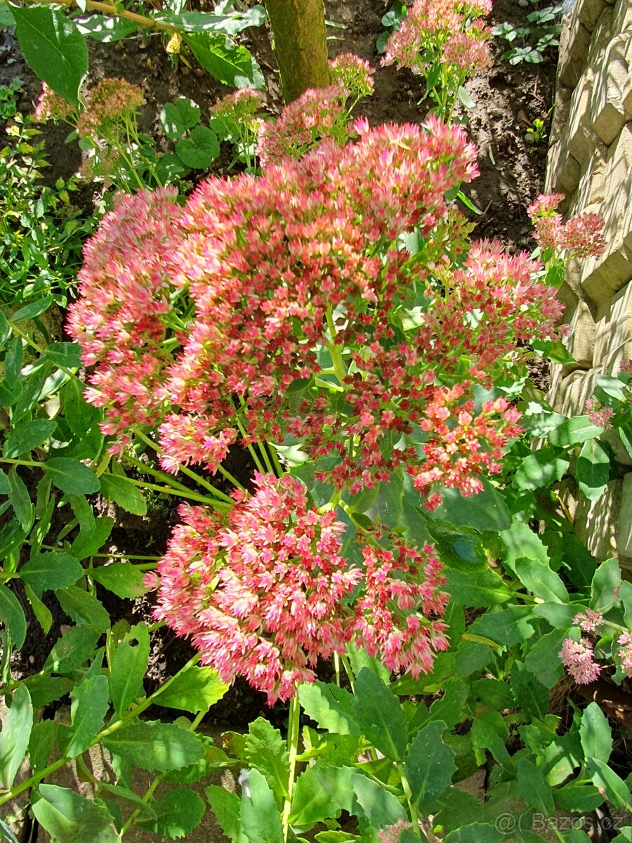 Květiny vhodné pro řez - 5