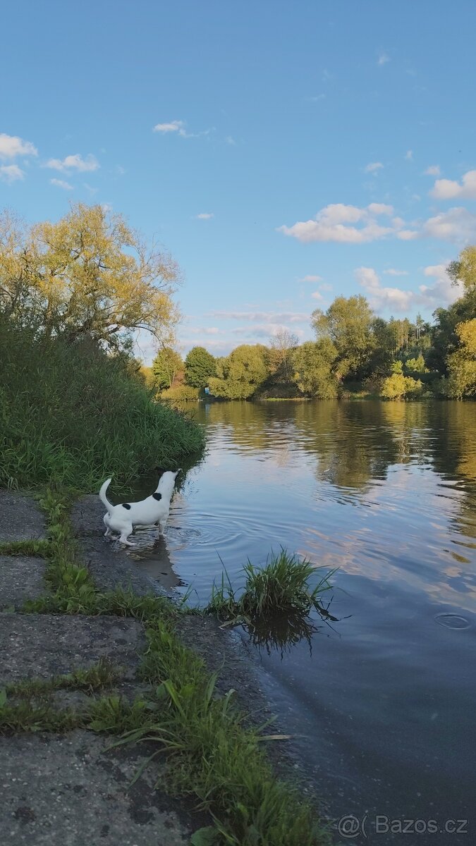 Jack Russell teriér - 5
