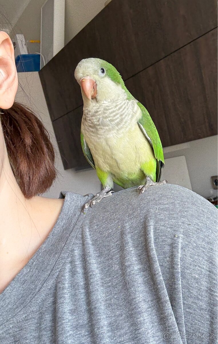 Prodám pár mnišek šedých - 5