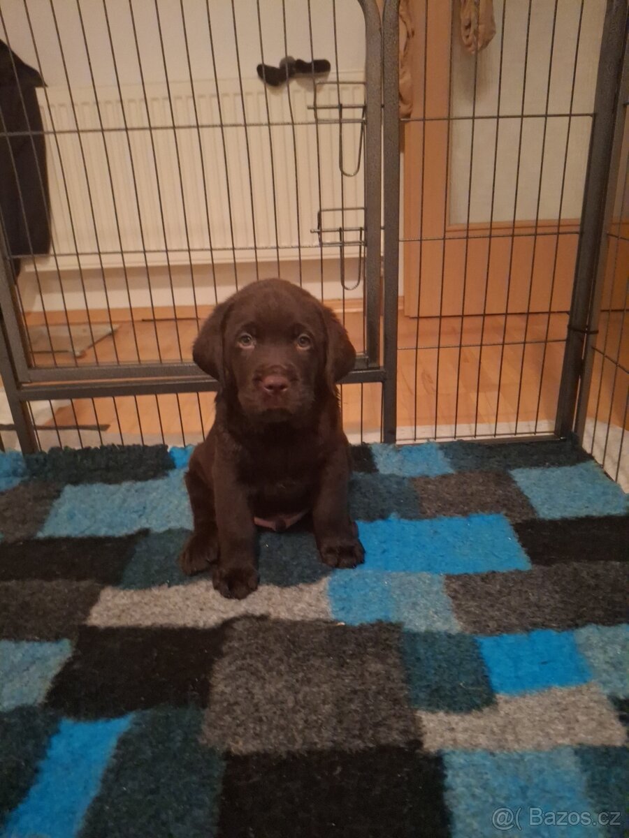 Čokoládový labrador s PP - 5