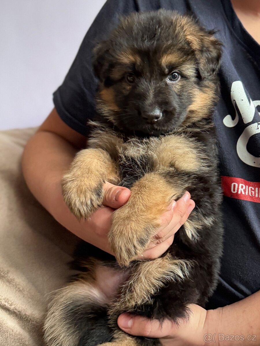 Německý ovčák štěňata - 5