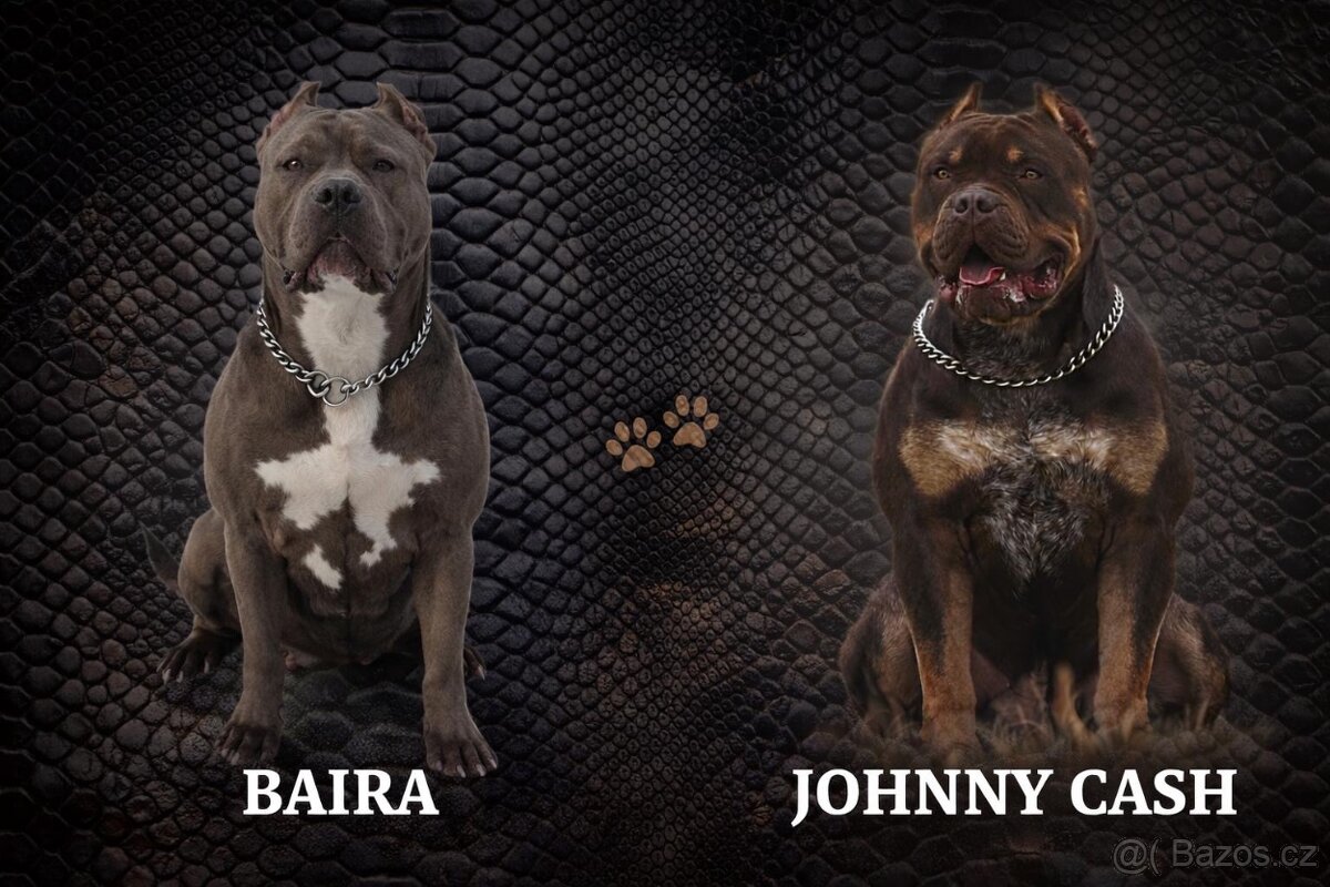 American bully XL - 5
