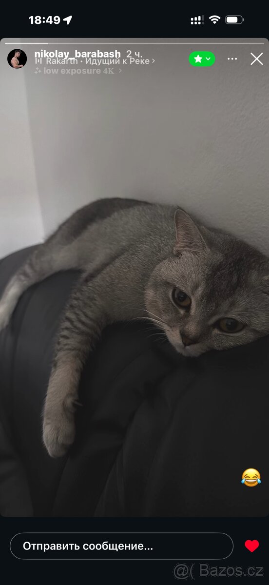 🐾 Prodám britská koťátka 🐾 - 5