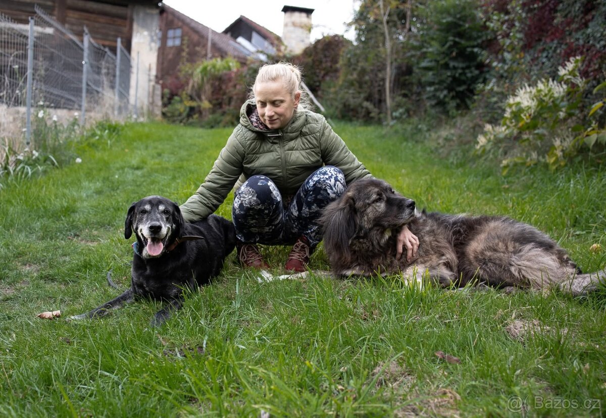 SID - 32 kg, kastrovaný psík 12 let - 5