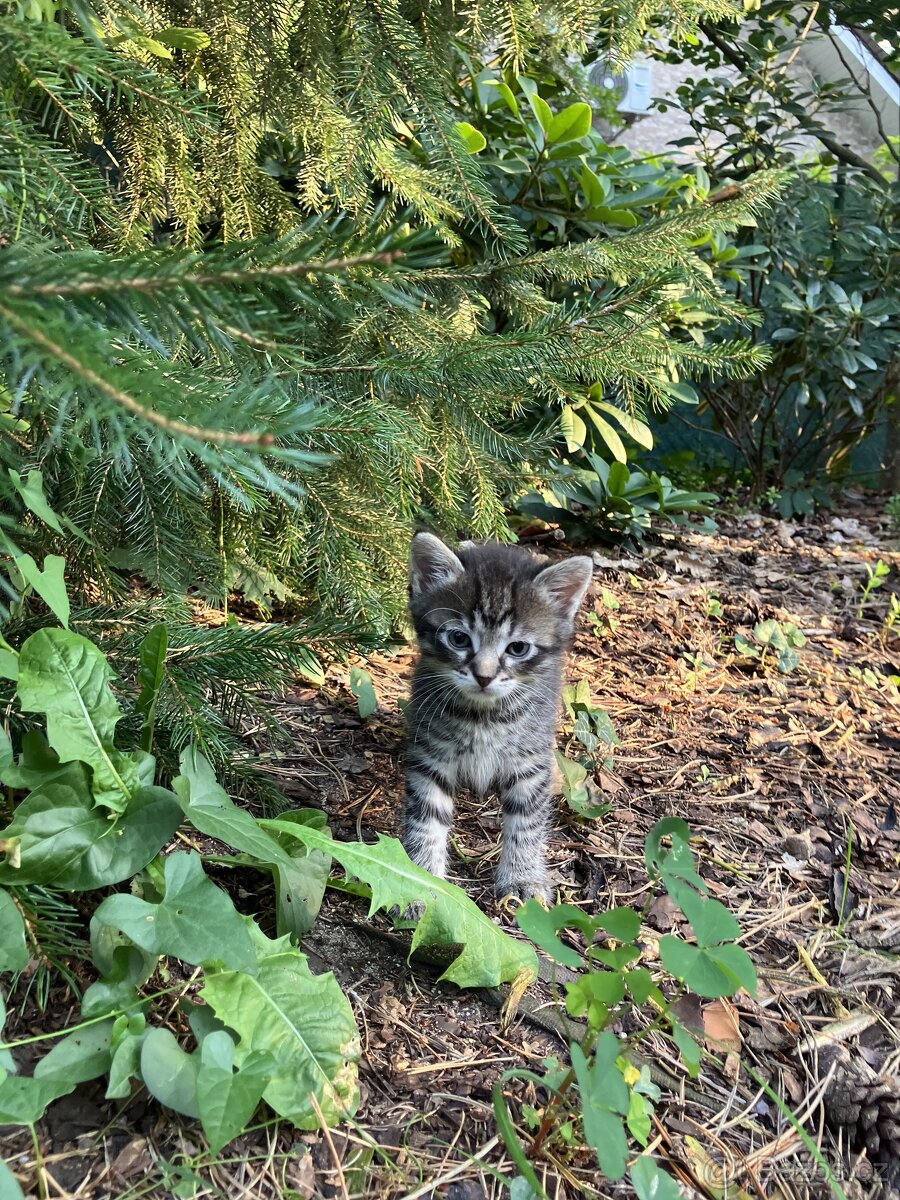 Kotě mainské mývalí - 5