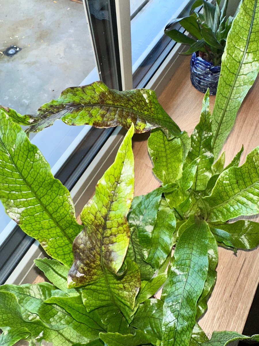 Microsorum musifolium Krokodýlí kapradina - 5