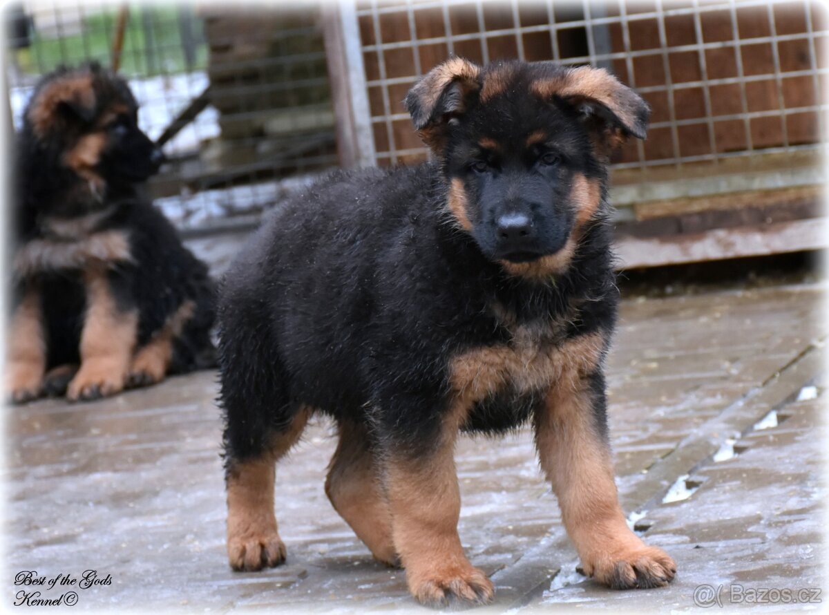 Německý Ovčák - štěňata - 5