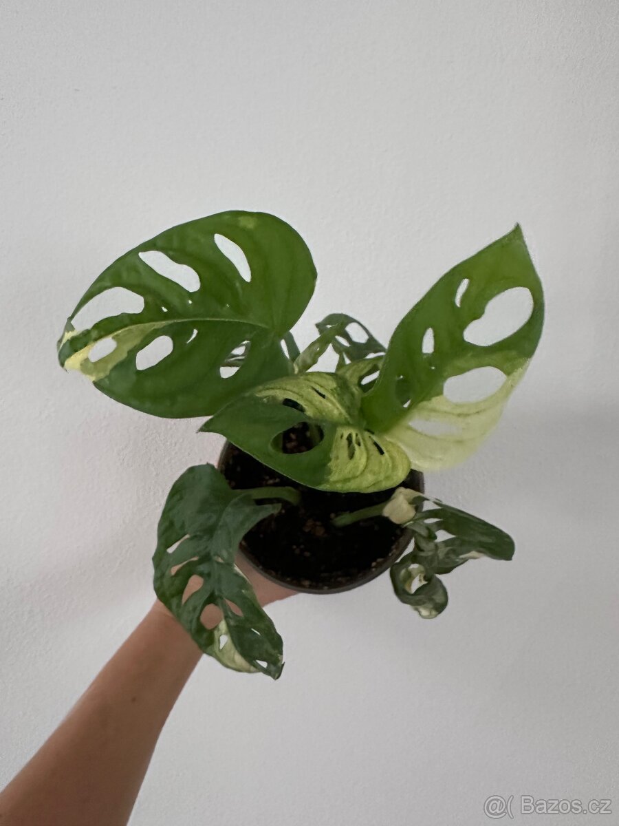 Monstera Adansonii Japanese Tricolor - 5