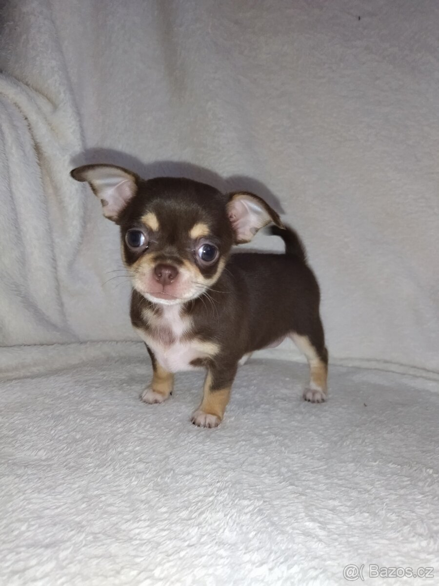Čivava krátkosrstá -fenka - 5