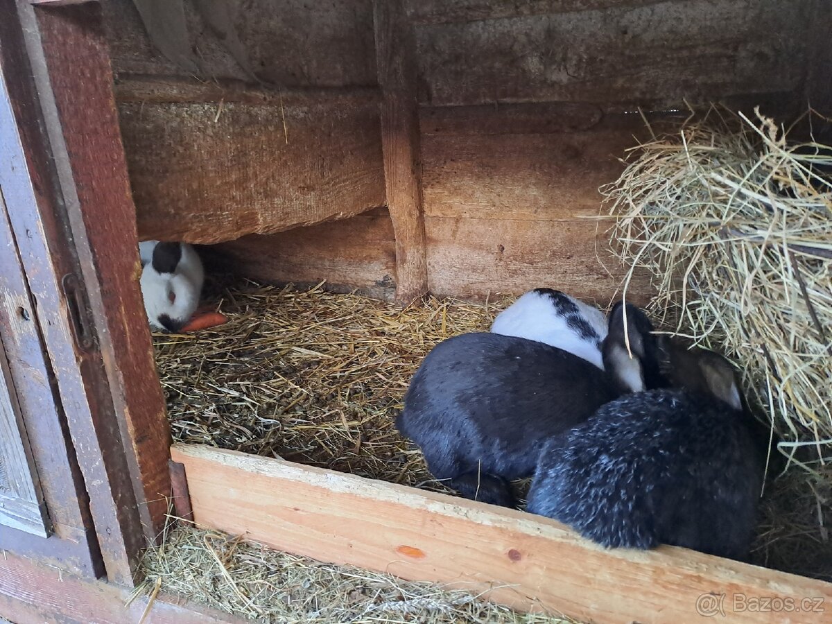 Šestikotcová králíkárna - 5