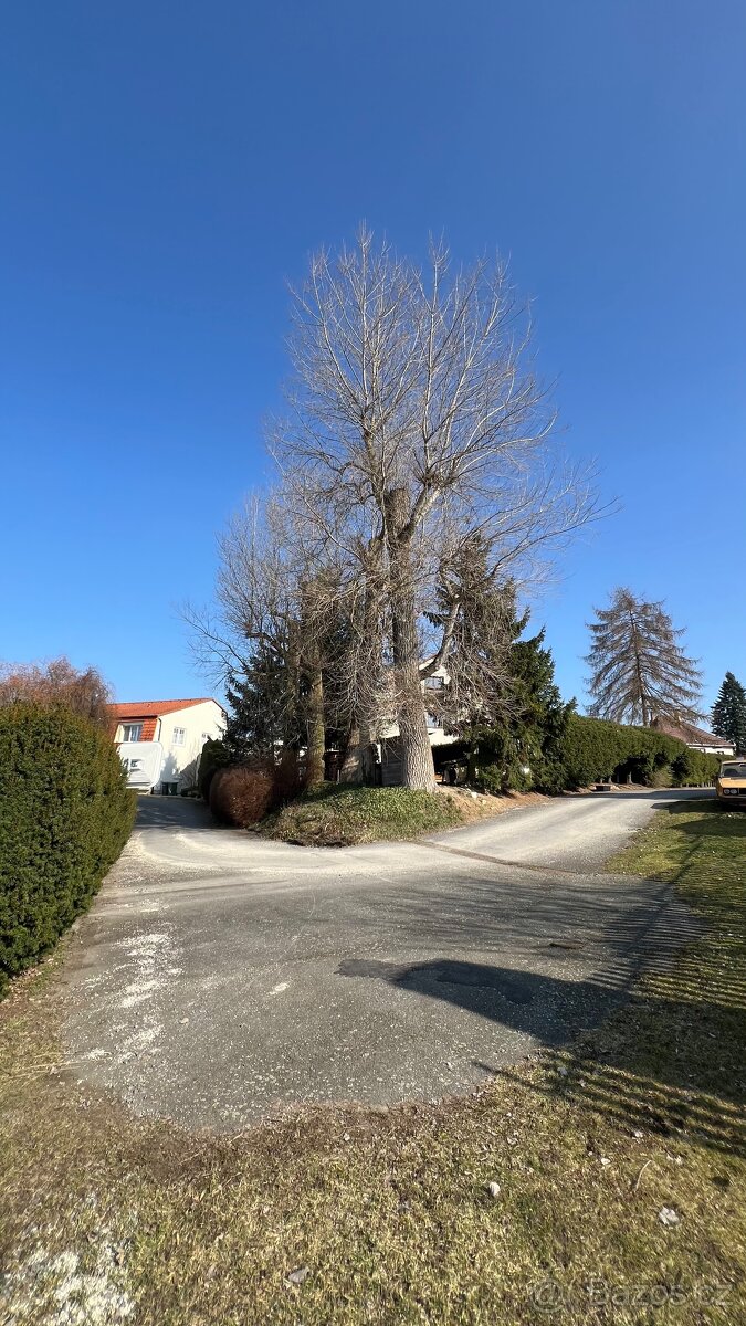 Dřevo - 5 stromů za pokácení a odvoz - 5