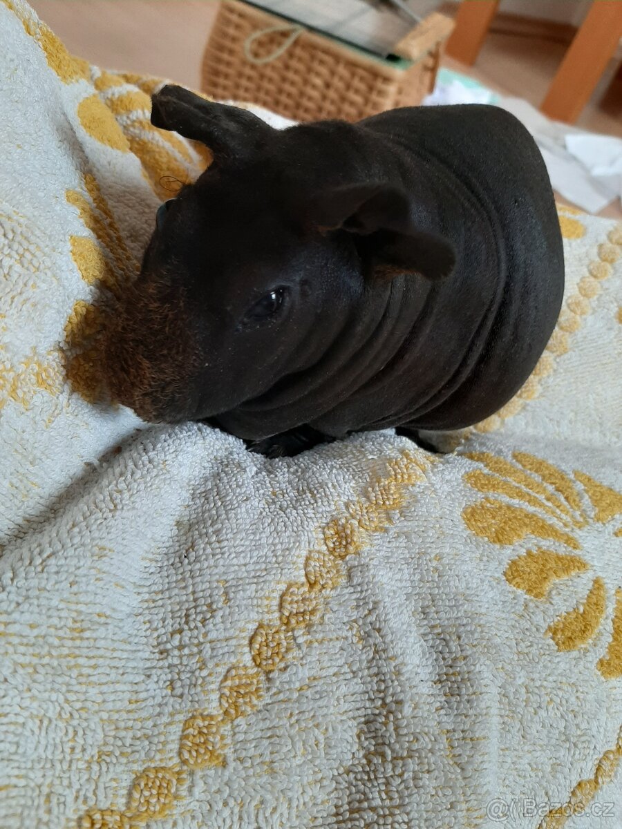 Hlídání zvířat - 5