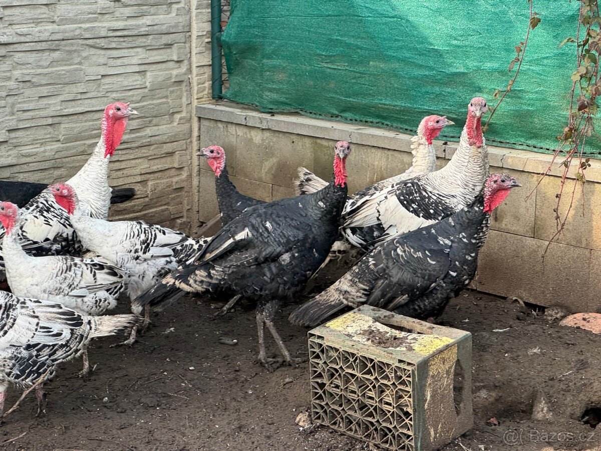 Krůty a krocani bronzové - 5