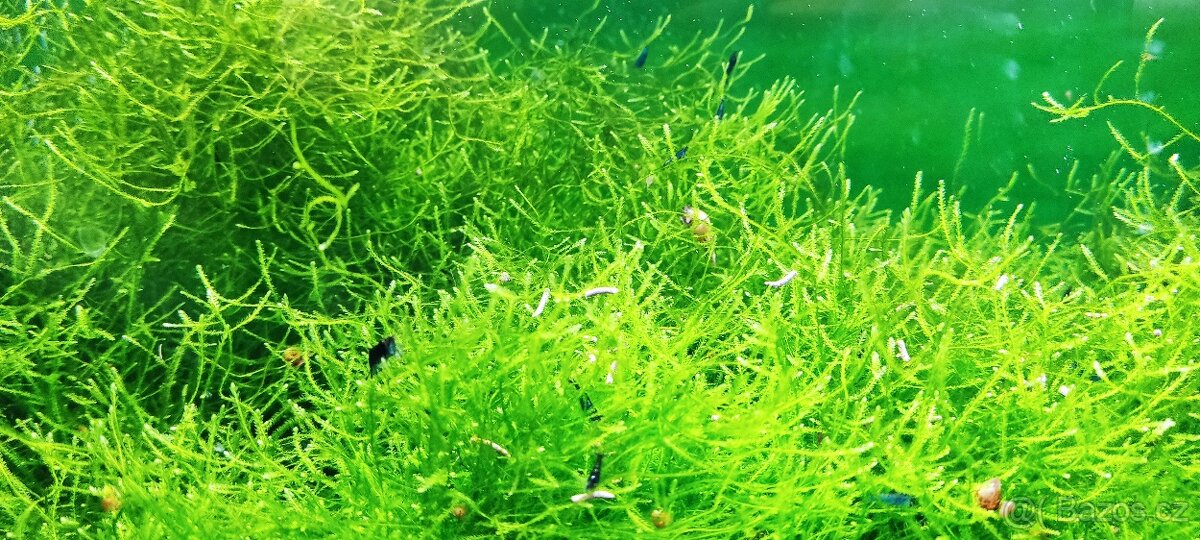 Krevetky-Blue diamond- Neocaridina Davidi - 5