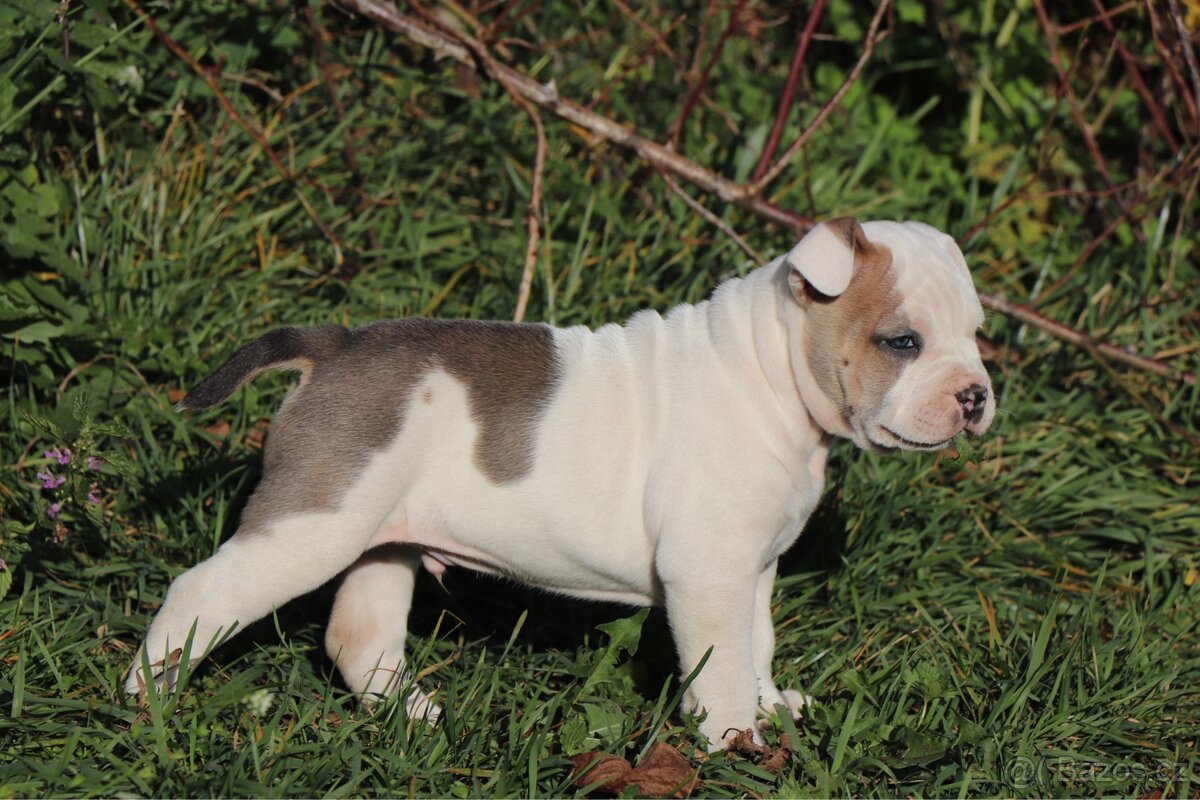 Americký stafordšírský teriér s PP pejsek 2 - 5